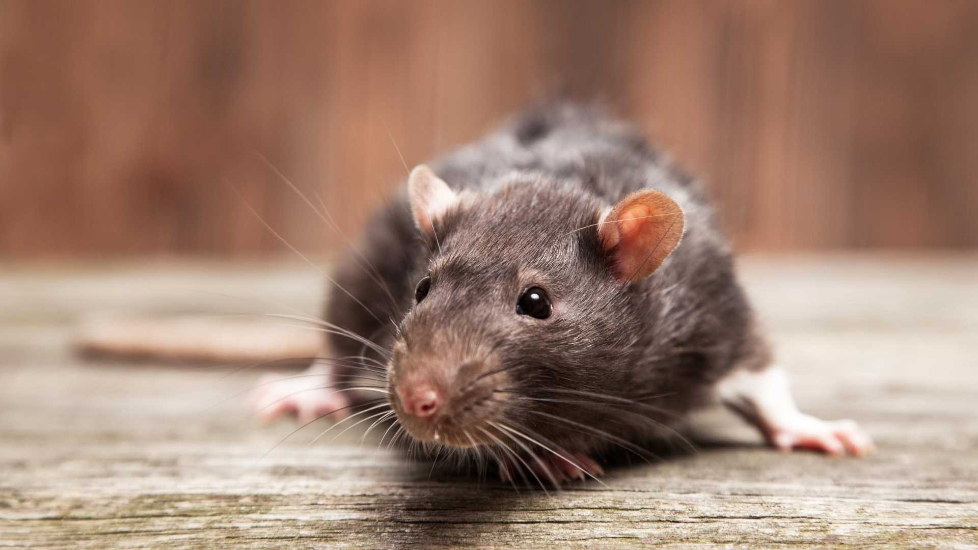 rat on wooden surface looking around