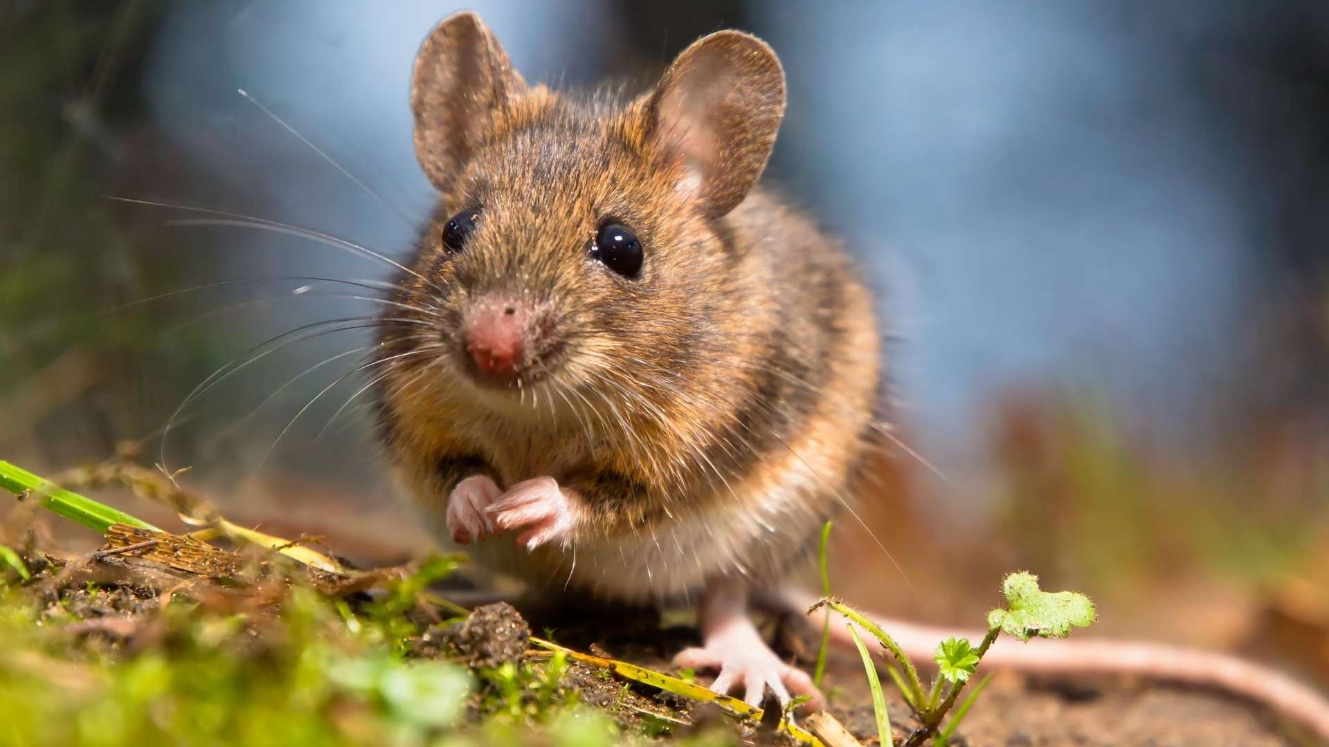 7 Natural Mouse Deterrent Options - Complete Guide