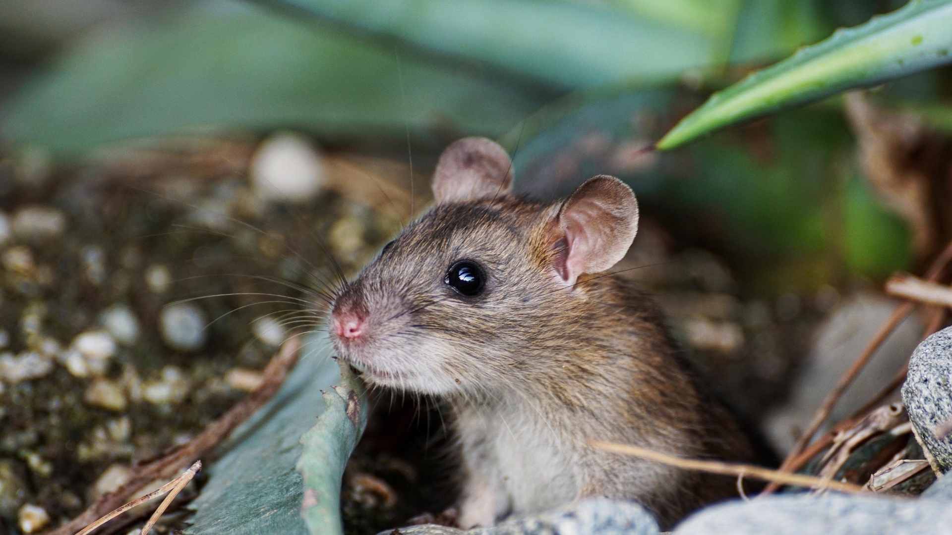 home remedies to kill mice
