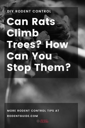 Can Rats Climb Trees? Here Is How You Can Stop Them? - DIY Rodent Control