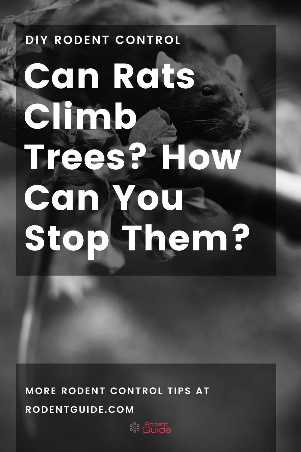 Can Rats Climb Trees? Here Is How You Can Stop Them? 2 rat climbing up a tree pin