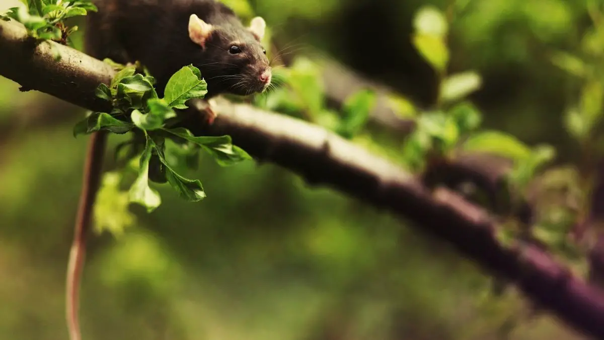 rat climbing up a tree