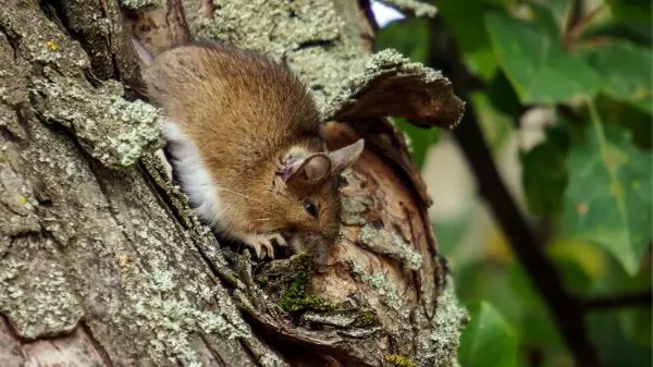 mouse climbing a tree