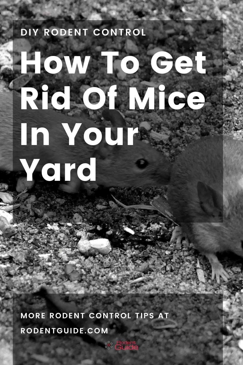 How To Get Rid Of Mice In Your Yard pin