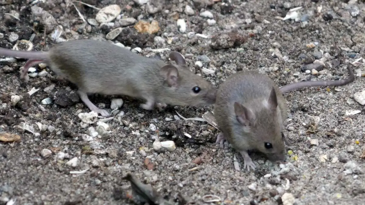 2 mice in yard
