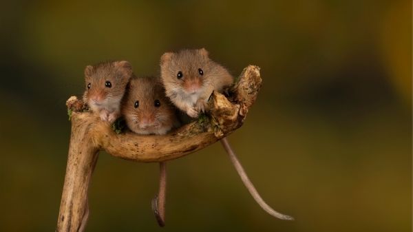 3 mice in yard on plant