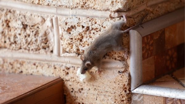 mouse climbing wall