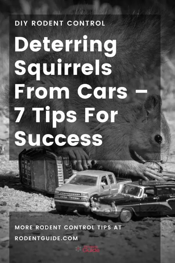 Deterring Squirrels From Cars – 7 Tips For Success - DIY Rodent Control