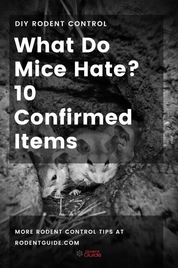 What Do Mice Hate_ 10 Confirmed Items
