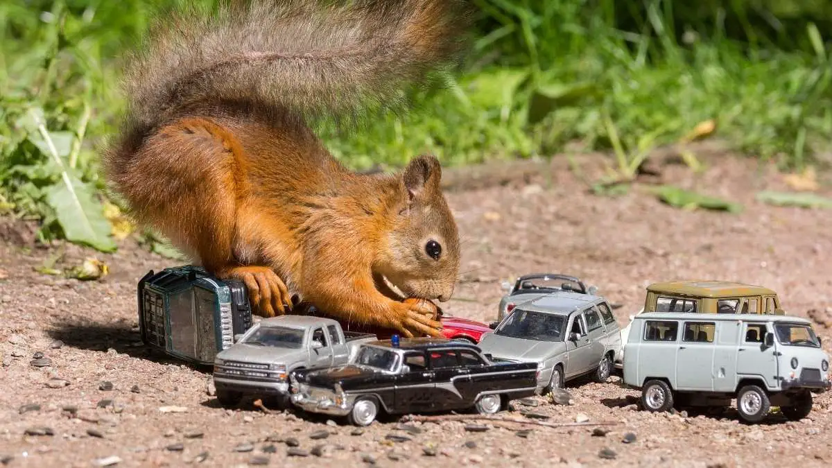 squirrel with cars outside