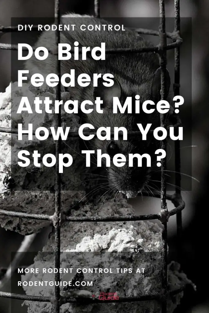 Do Bird Feeders Attract Mice_ How Can You Stop Them_