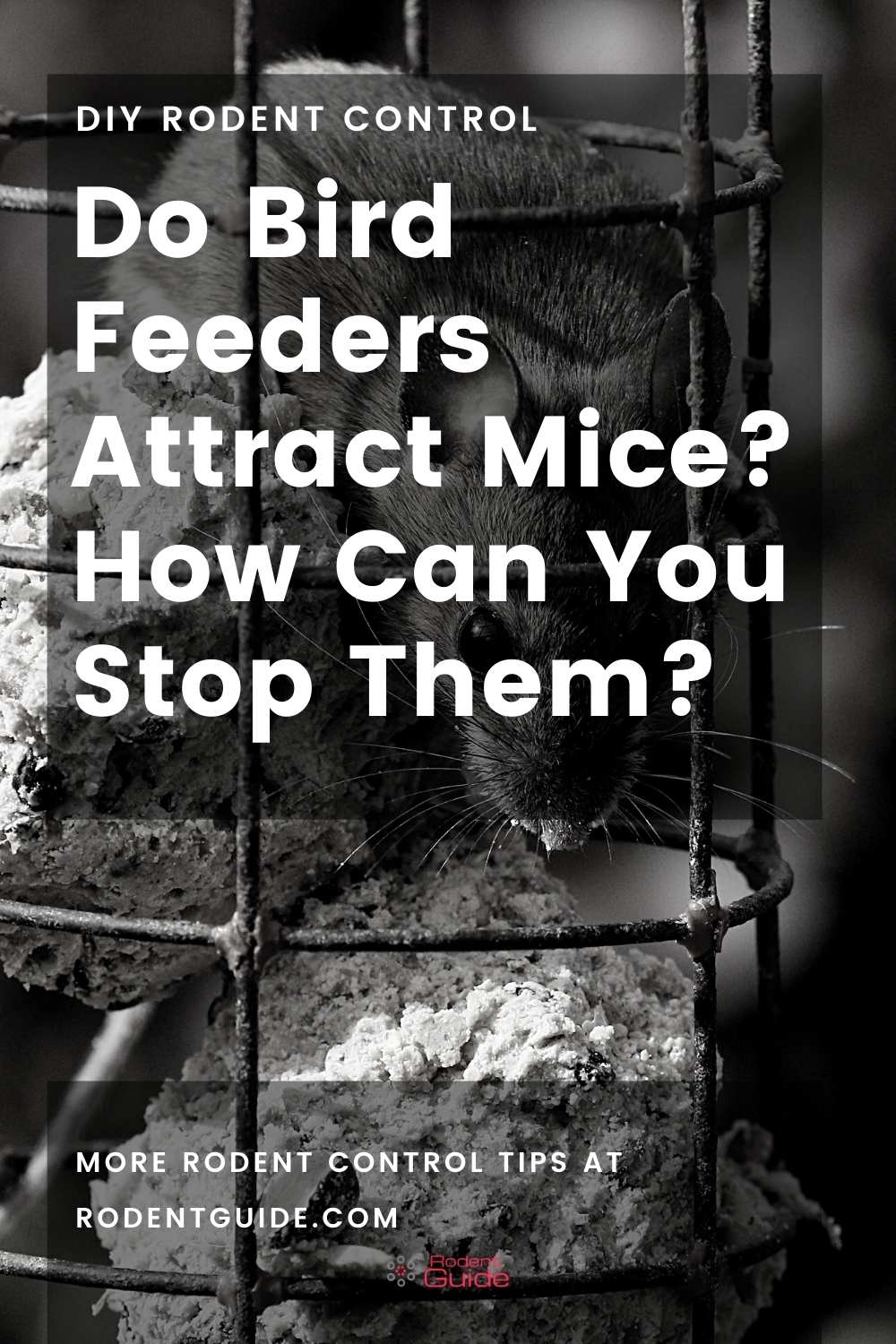 Do Bird Feeders Attract Mice? What Can You Do? 2 Do Bird Feeders Attract Mice_ How Can You Stop Them_