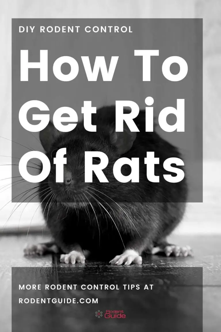 How To Get Rid Of Rats - Rat Control Guide - DIY Rodent Control