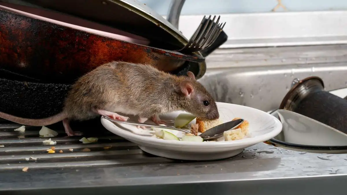 rat crawling on plates