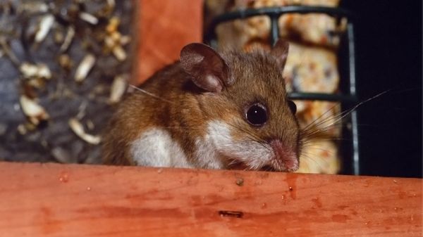 mouse bird feeder