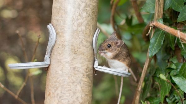 mouse eating bird food