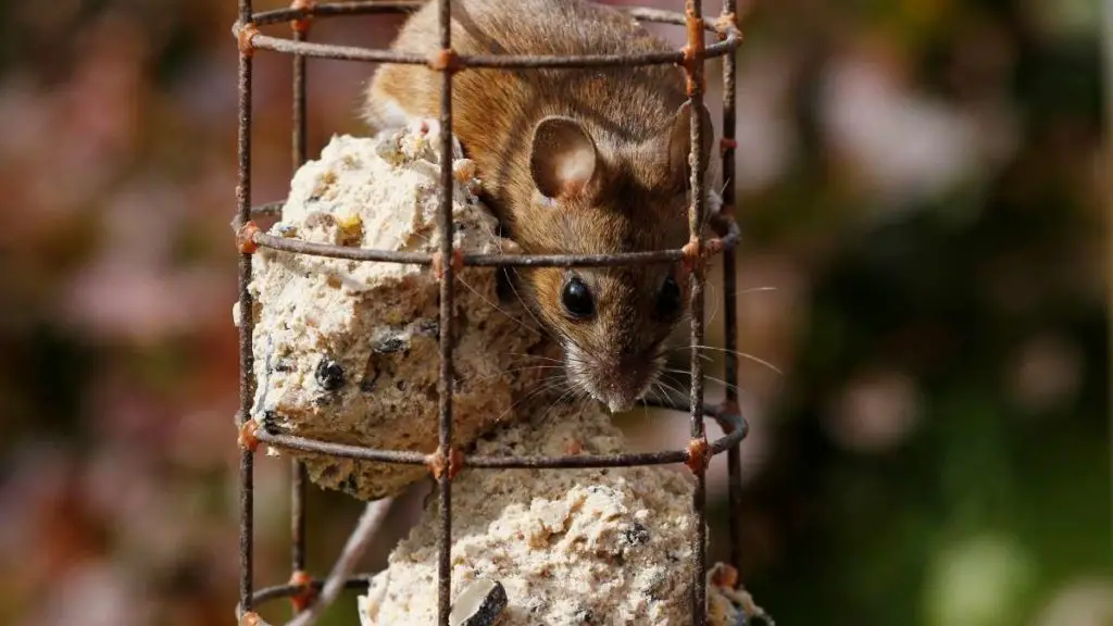 Do Bird Feeders Attract Mice? What Can You Do? DIY Rodent Control