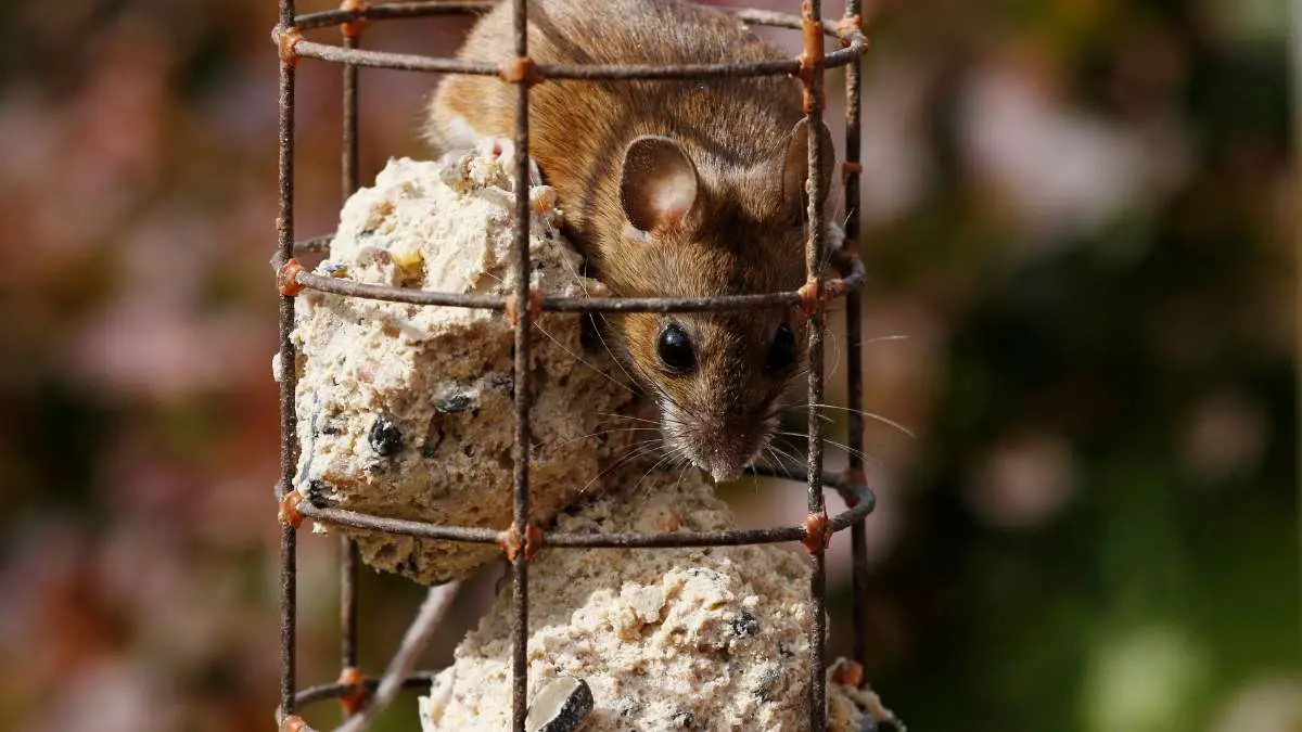 mouse in bird feeder