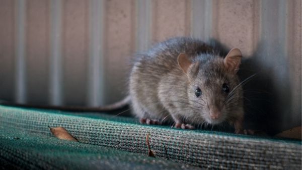 rat crawling on furniture