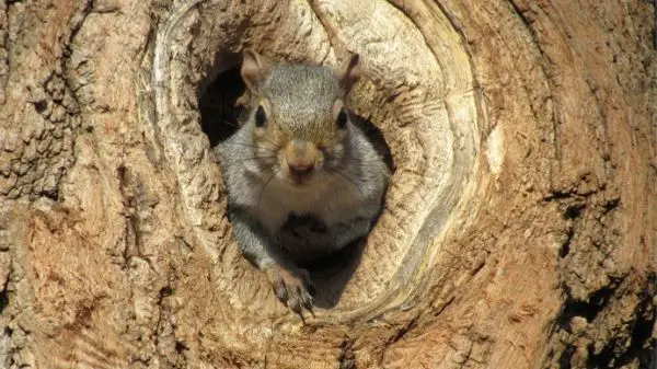 squirrel poking head through hole