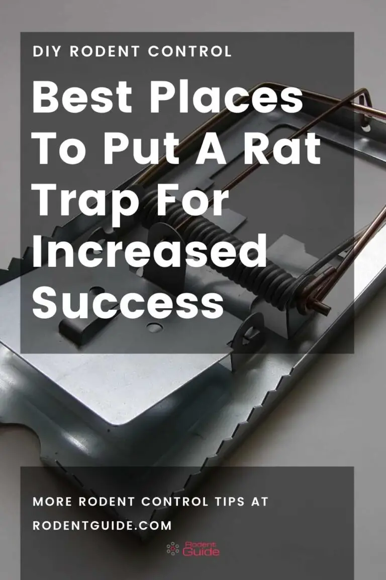 Best Places To Put A Rat Trap For Increased Success DIY Rodent Control