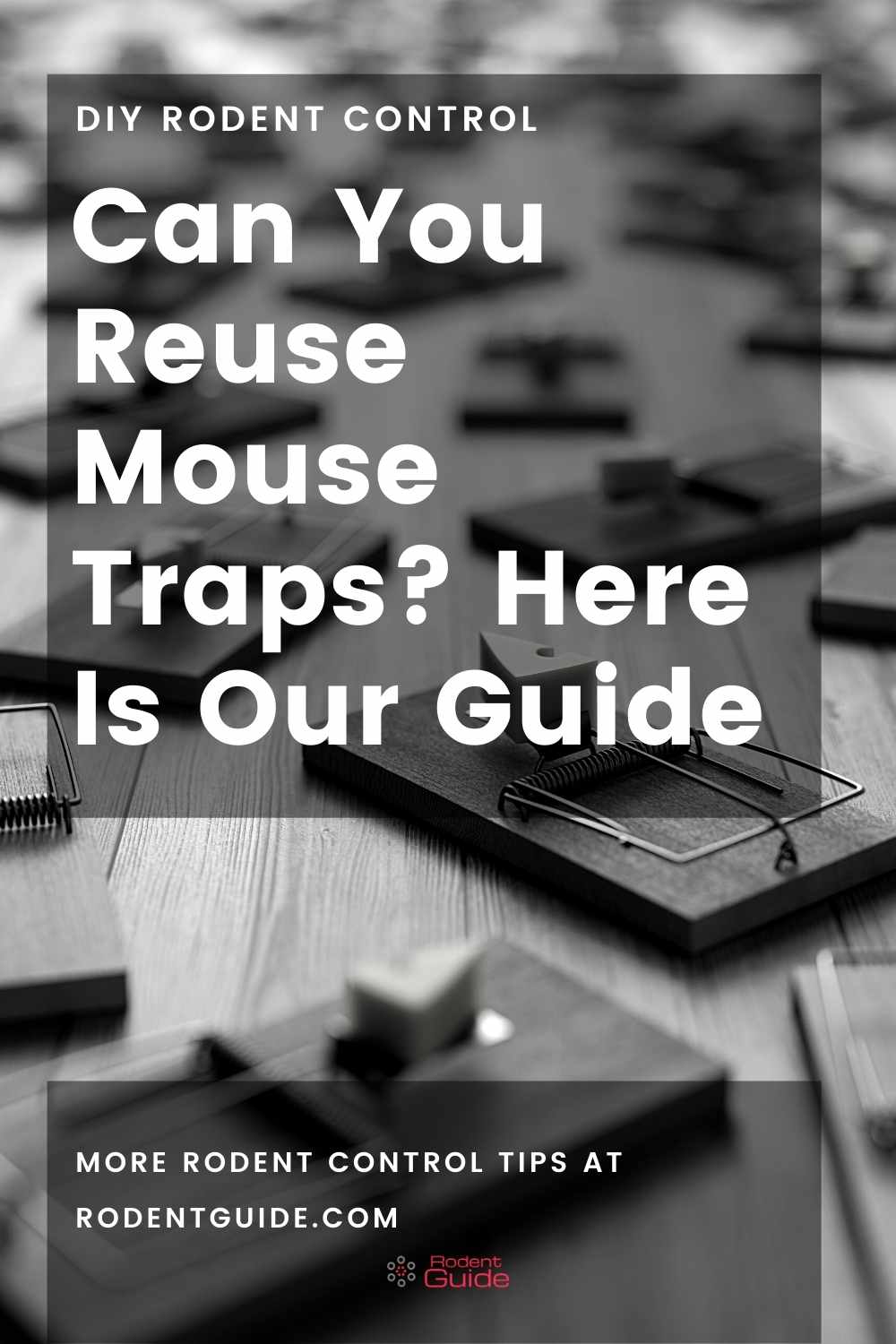 Can You Reuse Mouse Traps Here Is Our Guide
