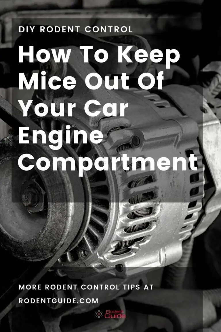 How To Keep Mice Out Of Your Car Engine Compartment DIY
