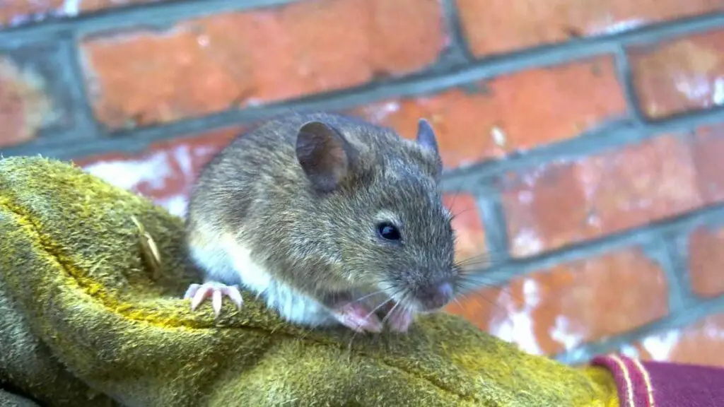 mice on glove