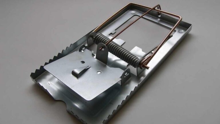 What To Put In A Rat Trap: Complete Guide & Key Details