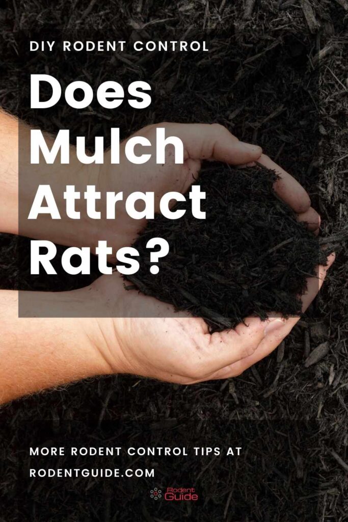 Does Mulch Attract Rats