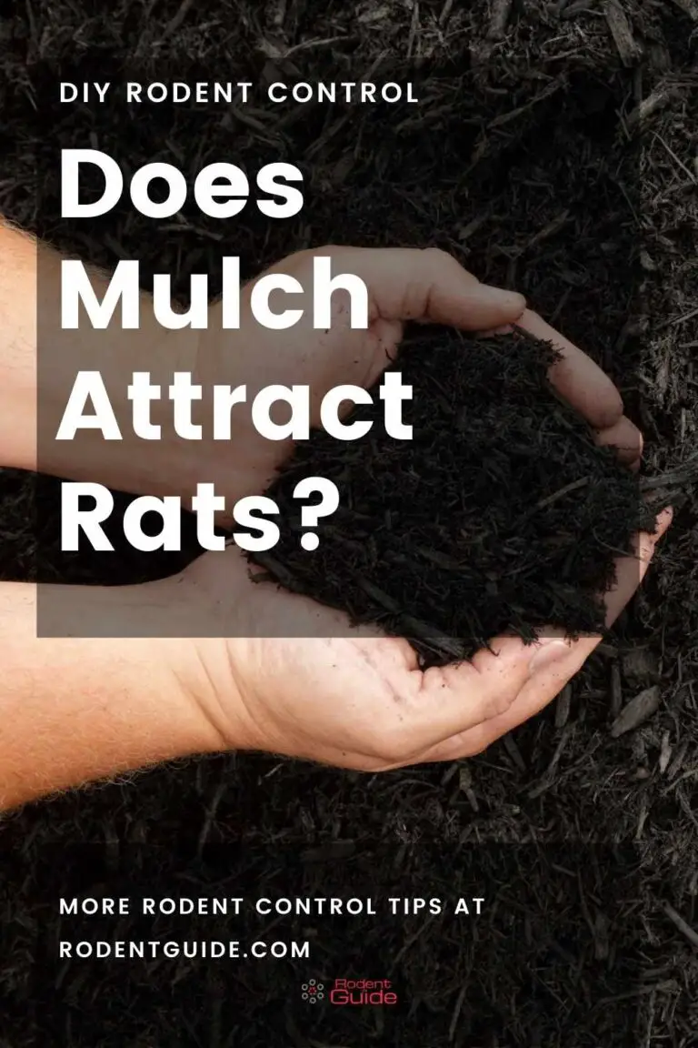 does-mulch-attract-rats-here-is-our-guide-diy-rodent-control