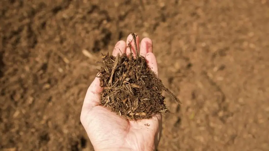 hand full of mulch