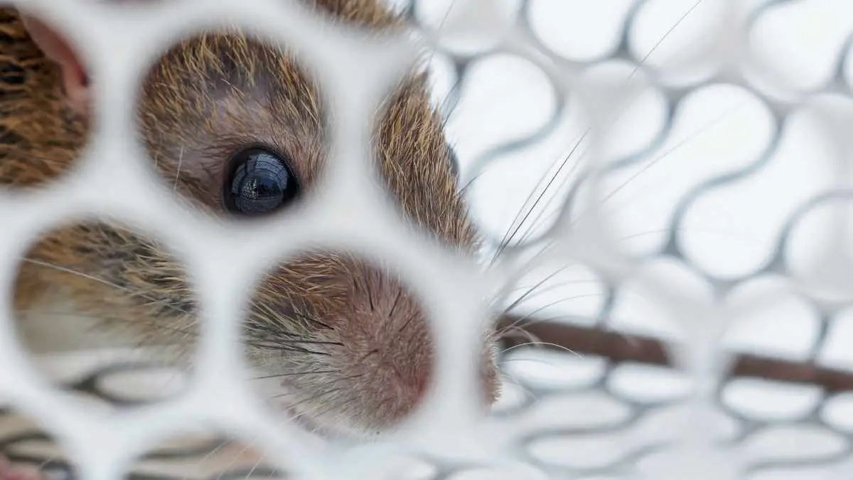 Does Mulch Attract Rats? Here Is Our Guide DIY Rodent Control