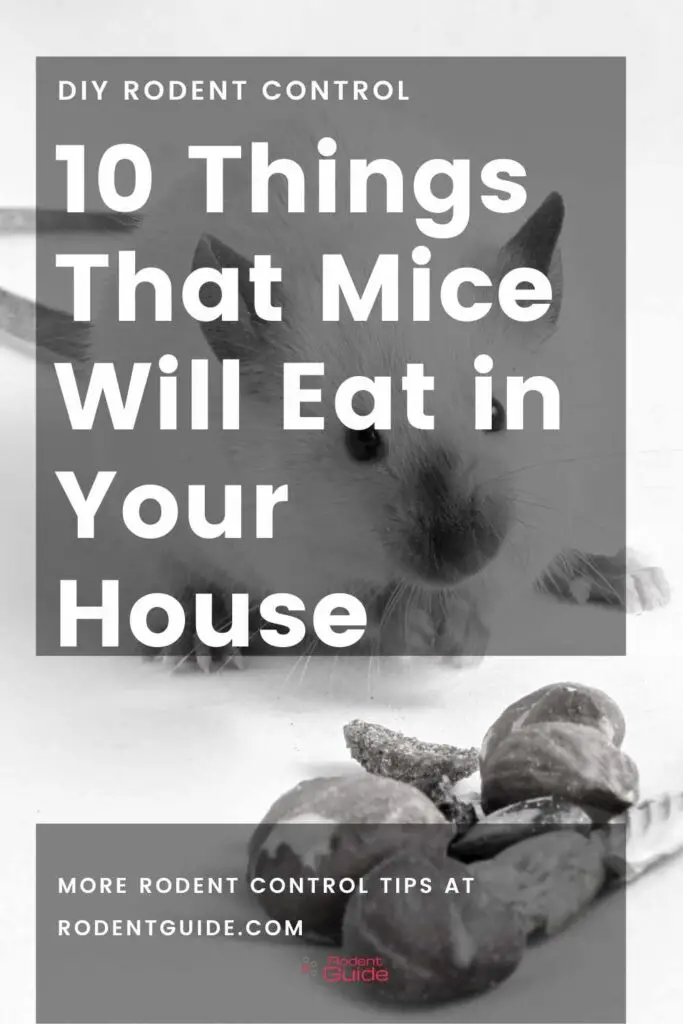 10 Things That Mice Will Eat in Your House