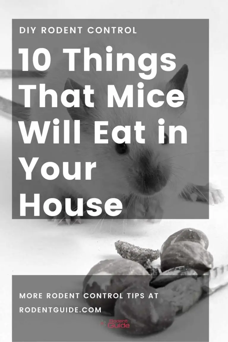 10 Things That Mice Will Eat in Your House DIY Rodent Control