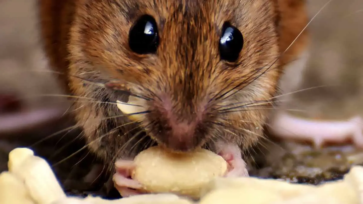 10 Things That Mice Will Eat in Your House DIY Rodent Control