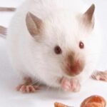 10 Things That Mice Will Eat in Your House