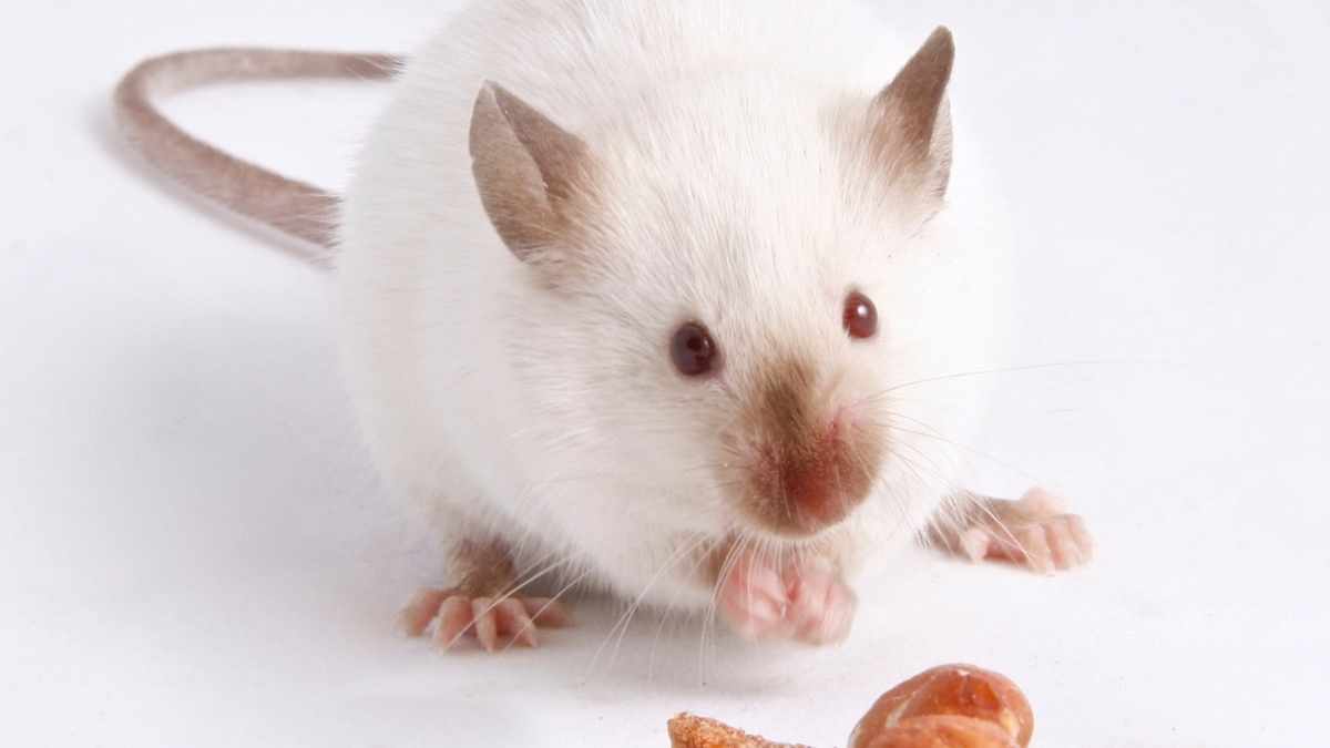 10 Things That Mice Will Eat in Your House DIY Rodent Control