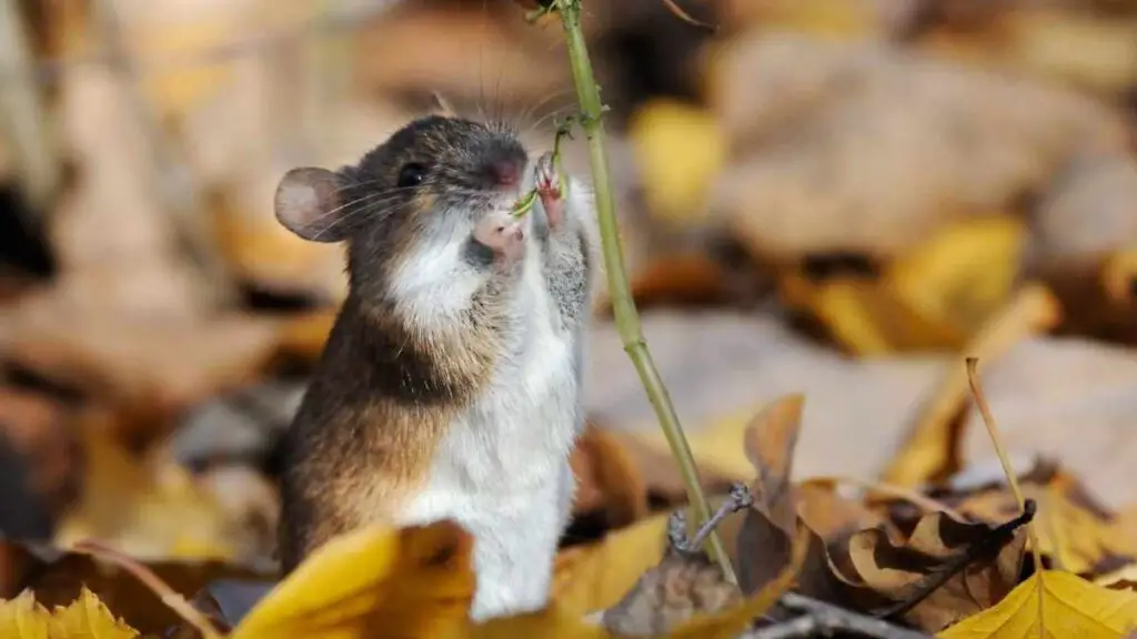 mouse eating plant