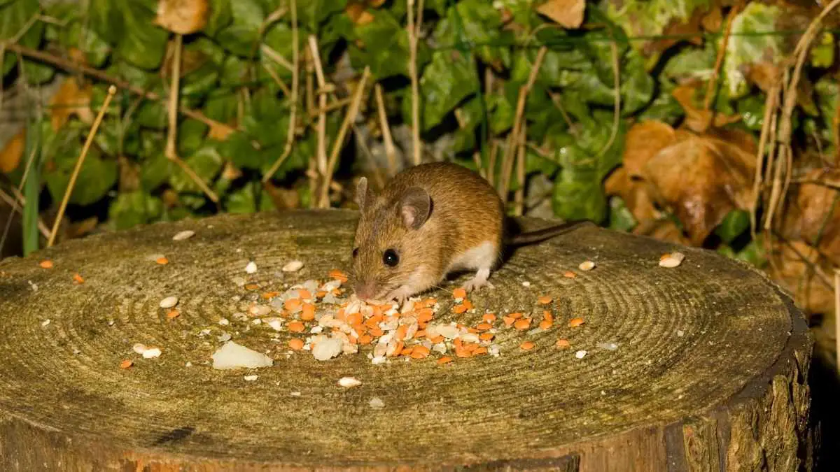 10 Things That Mice Will Eat in Your House DIY Rodent Control