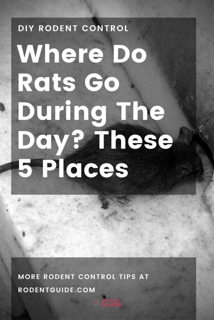 Where Do Rats Go During The Day These 5 Places