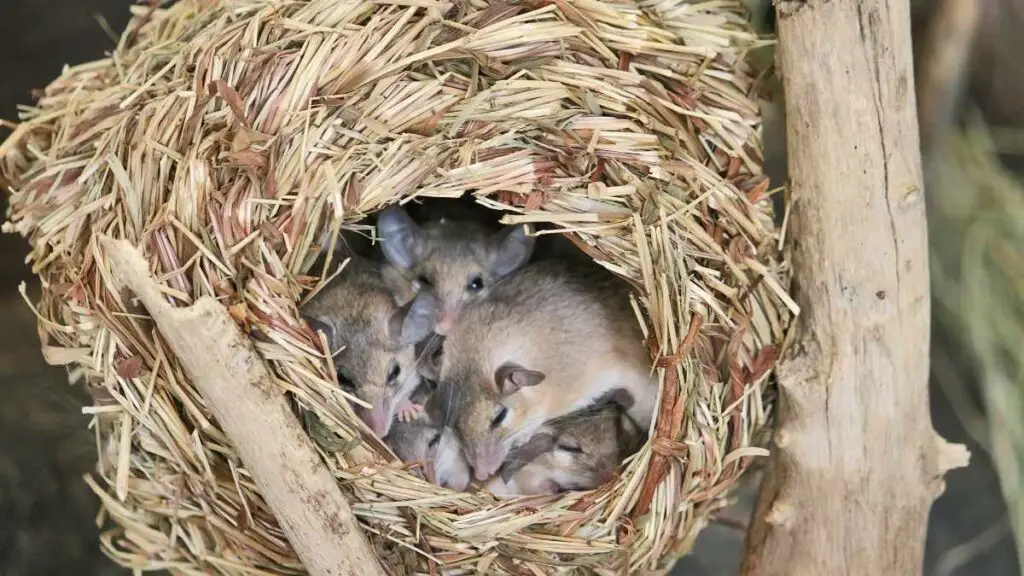 mouse nest