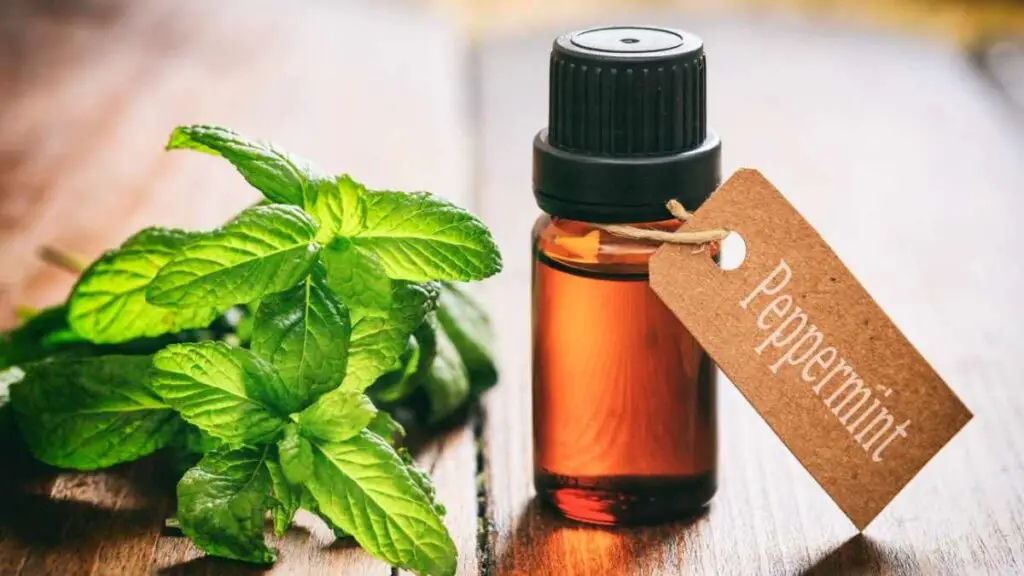 peppermint oil mouse repellent