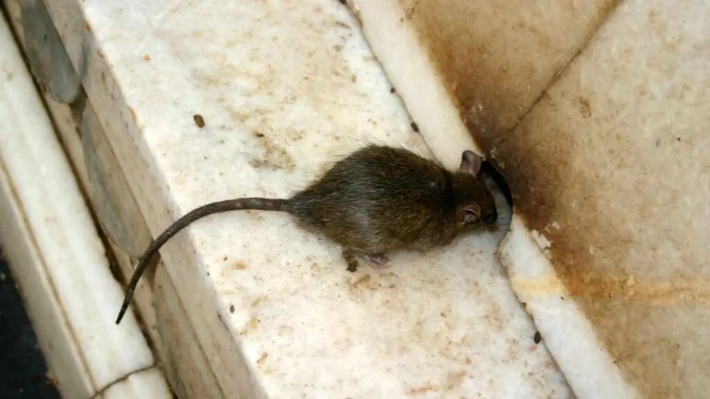 Where Do Rats Go During The Day? One Of These 5 Places DIY Rodent Control