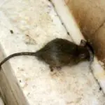 rat during the day