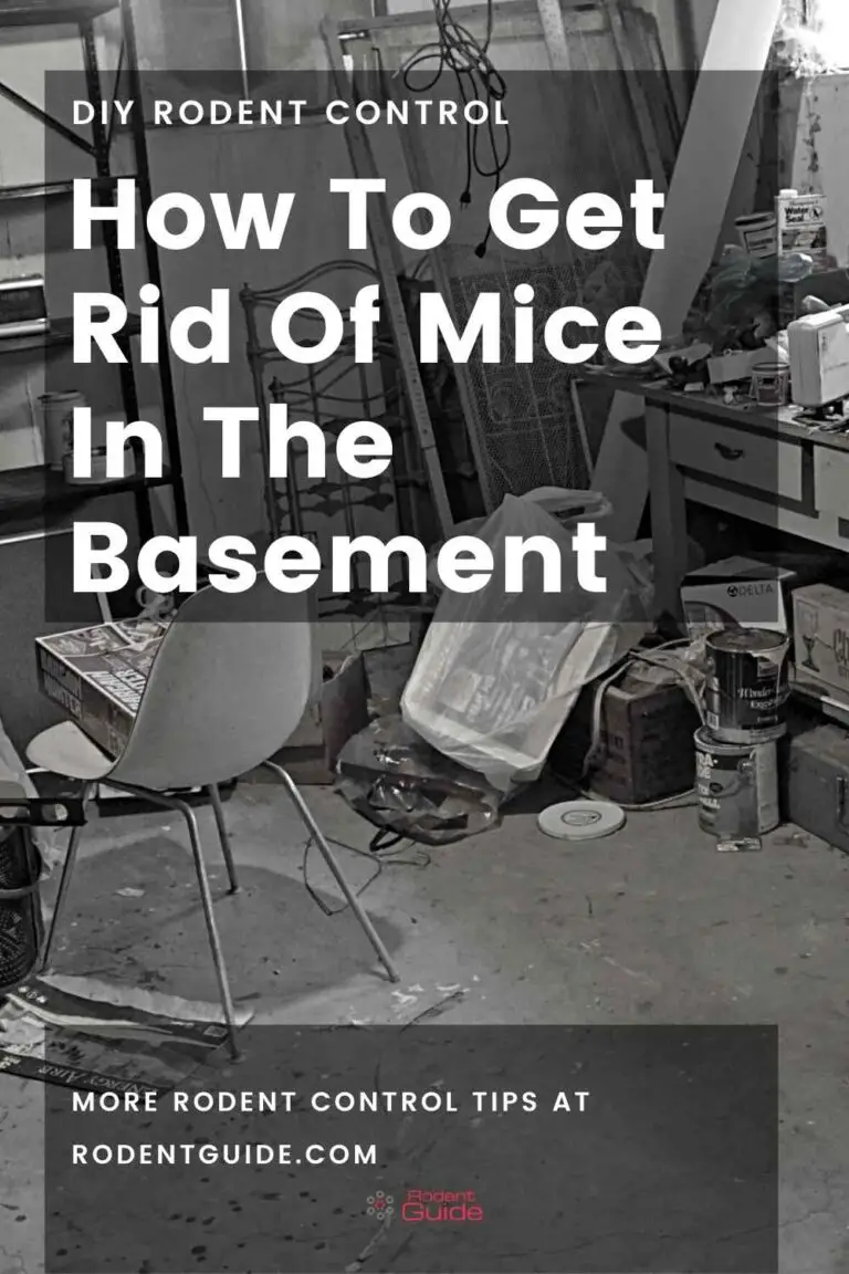 How To Get Rid Of Mice In The Basement 5 Ways DIY Rodent Control