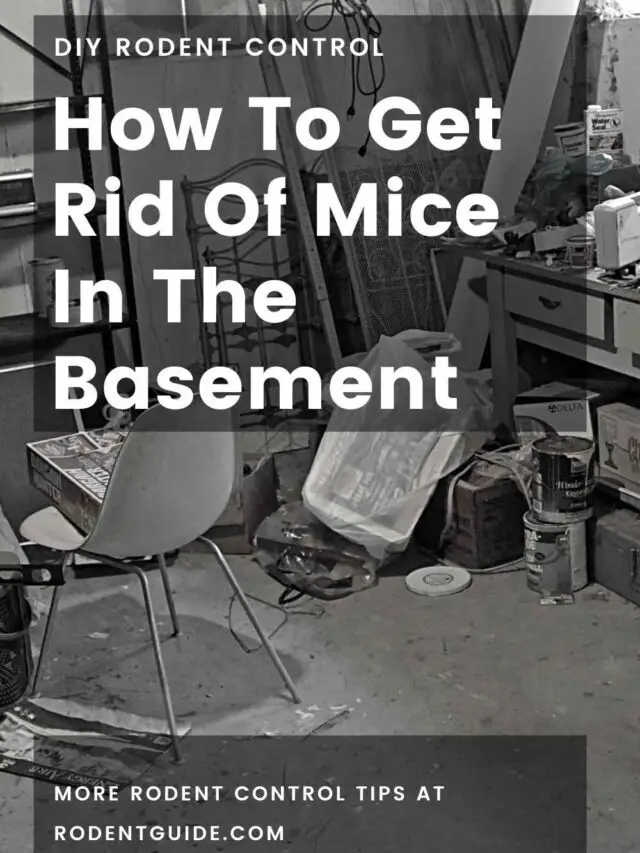 How To Get Rid Of Mice In The Basement – 5 Ways