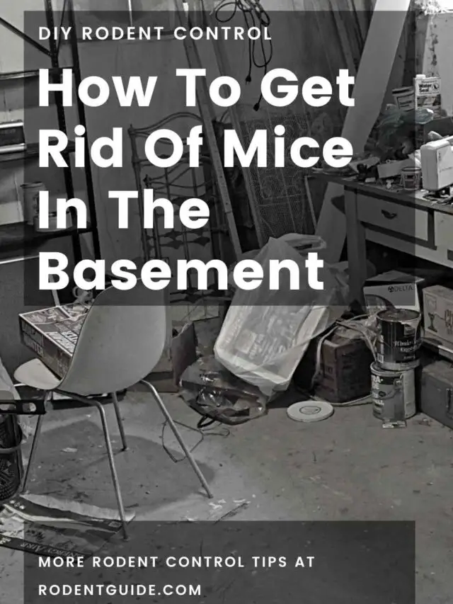 cropped-How-To-Get-Rid-Of-Mice-In-The-Basement.jpg