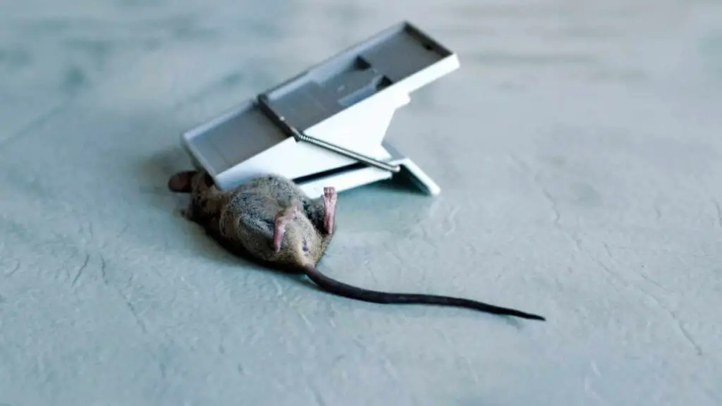mouse caught in trap
