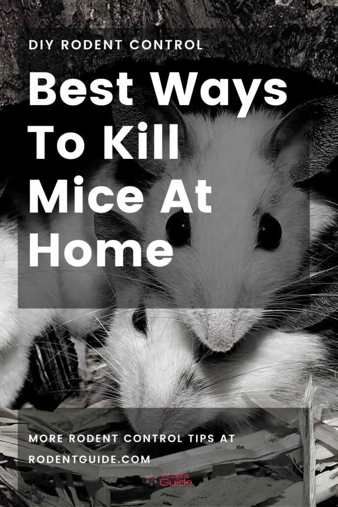 Best Ways To Kill Mice At Home